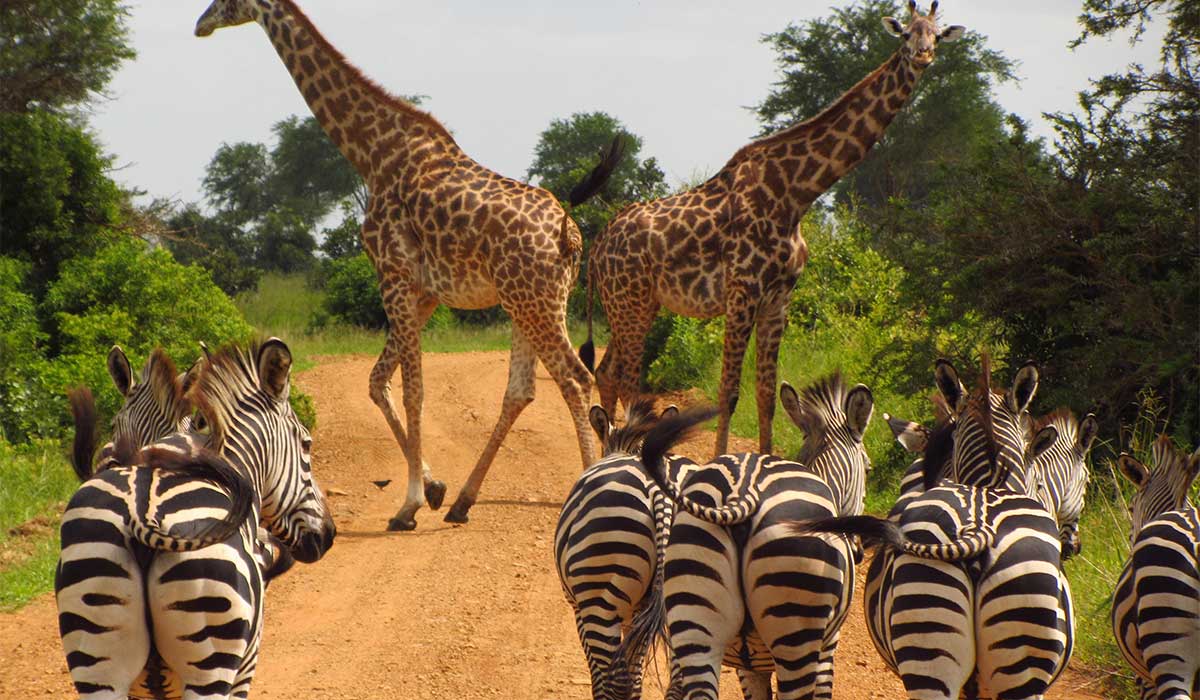 1 day Lake Mburo