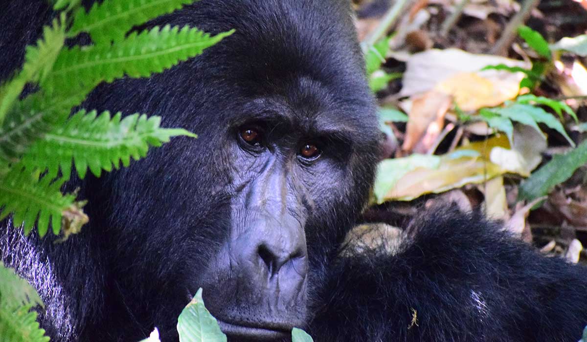 4 days Uganda gorilla