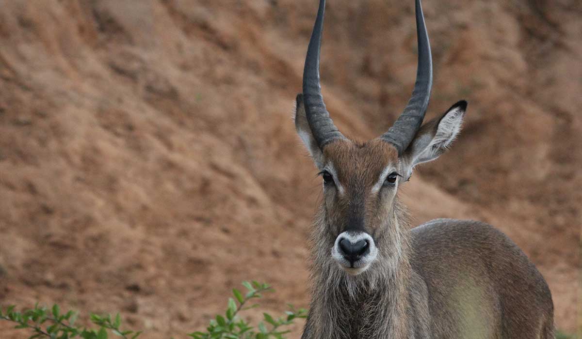 6 days wildlife