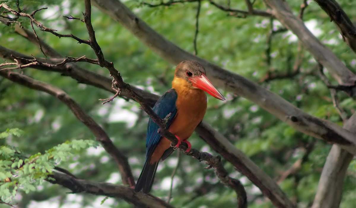 5 Days Uganda Birding