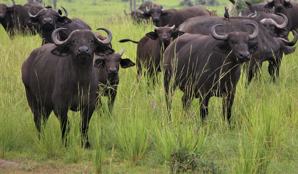 Akagera National Park