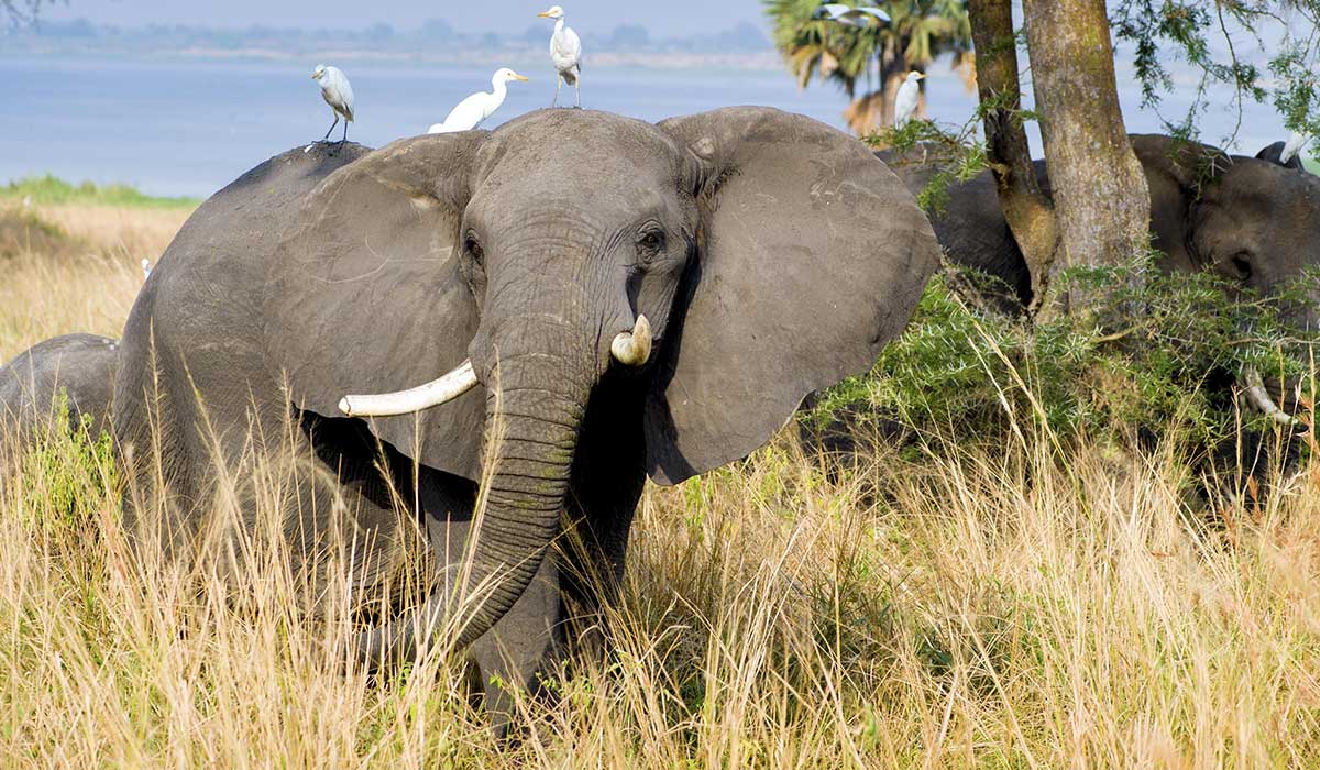 Murchison falls National Park