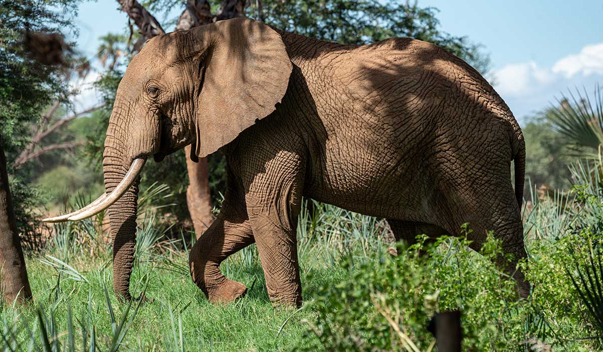 Queen Elizabeth National Park