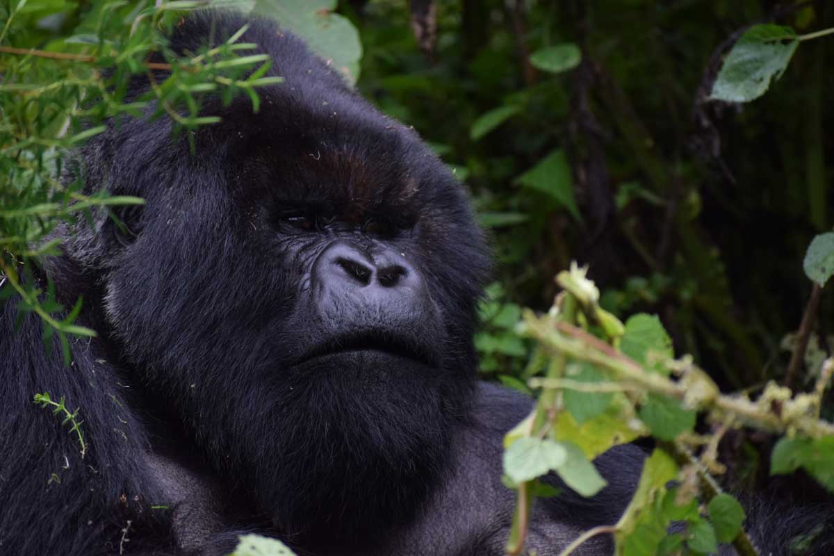 2 Days Uganda Gorilla Trekking