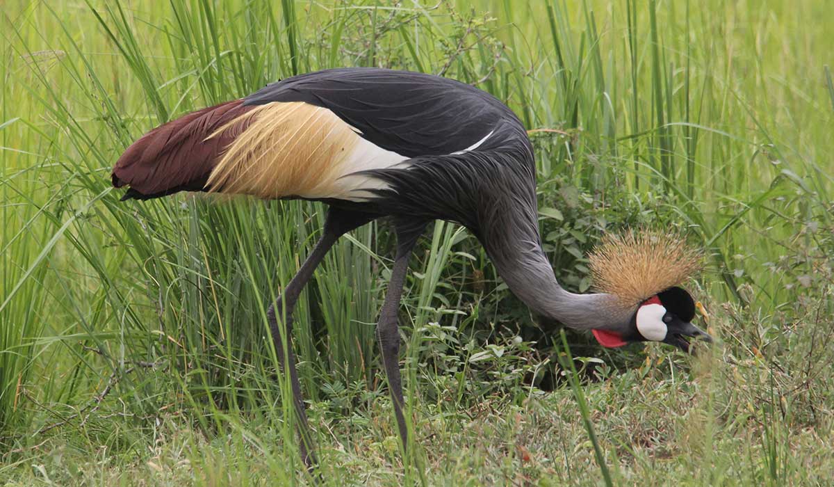 3 Days Uganda Birding Safari