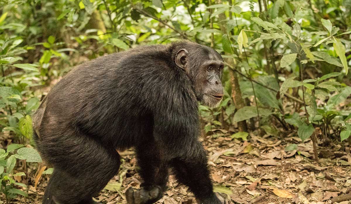 Kibale Forest National Park
