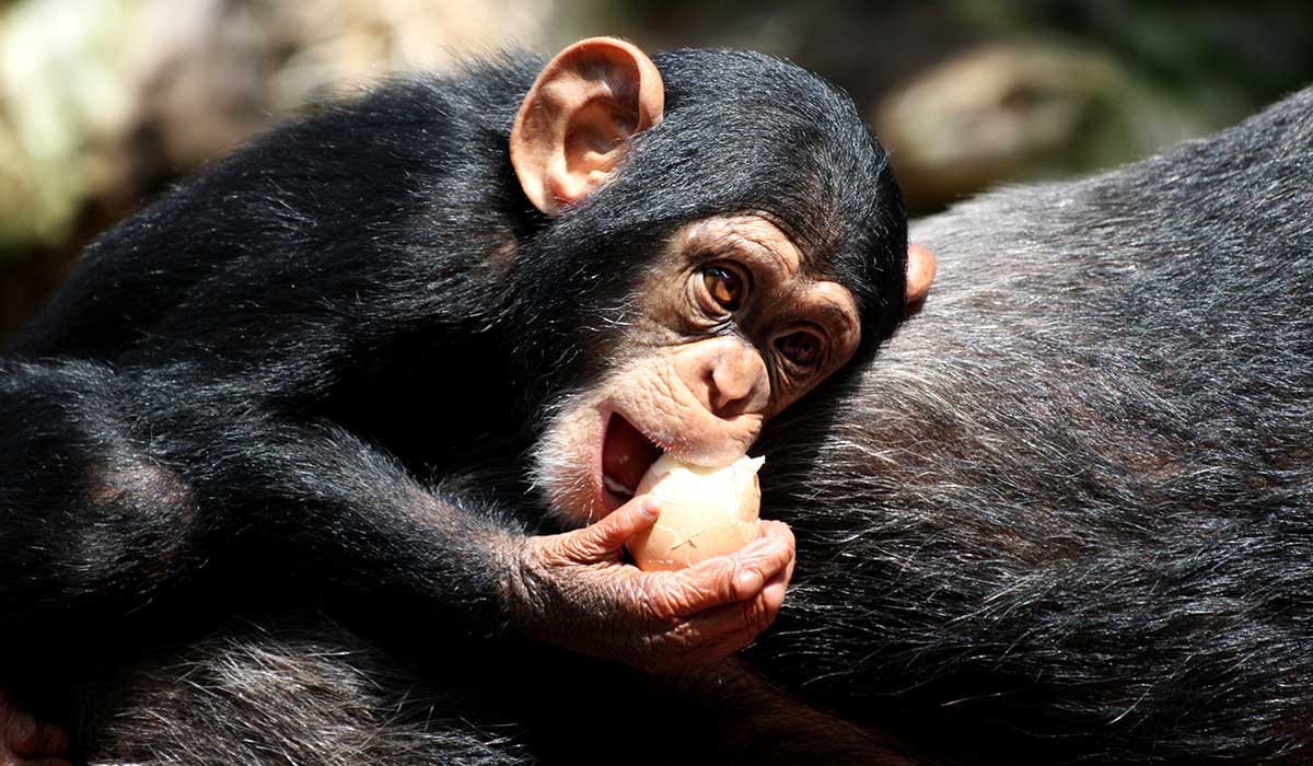 3 days chimpanzee tracking
