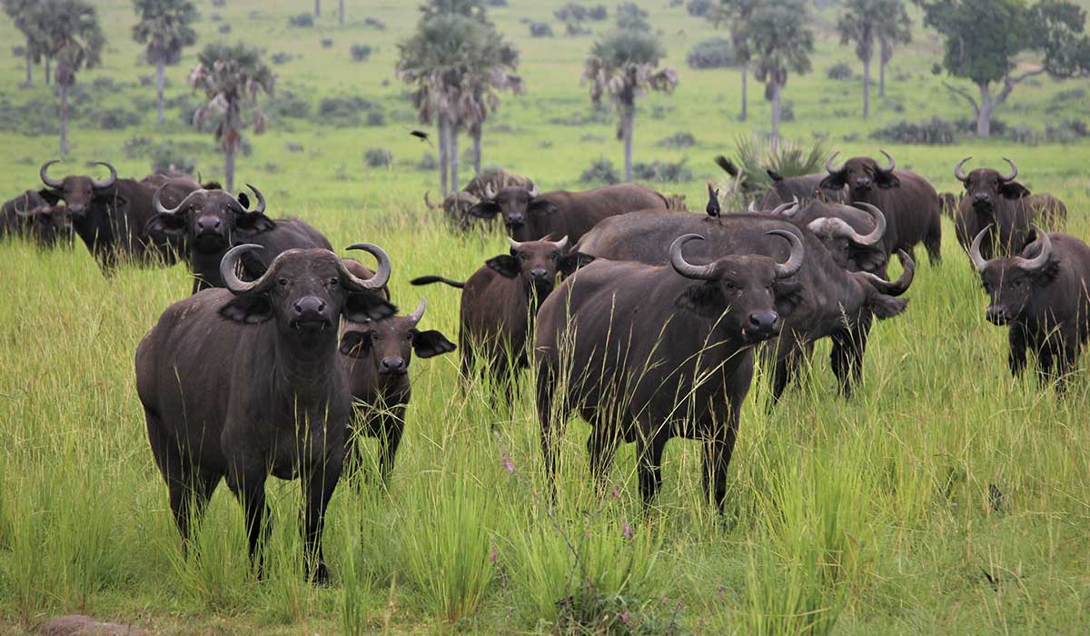 Kidepo Valley National Park