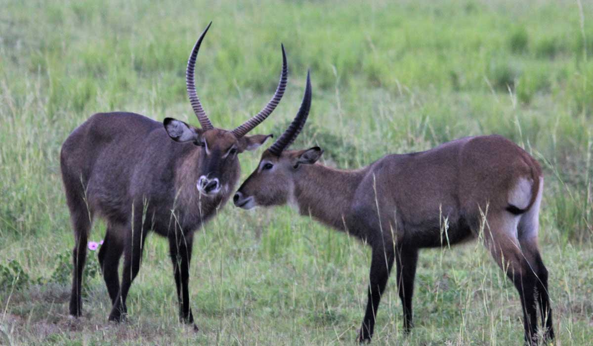 Lake Mburo National Park
