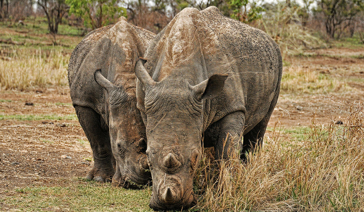 Ziwa Rhino Sanctuary