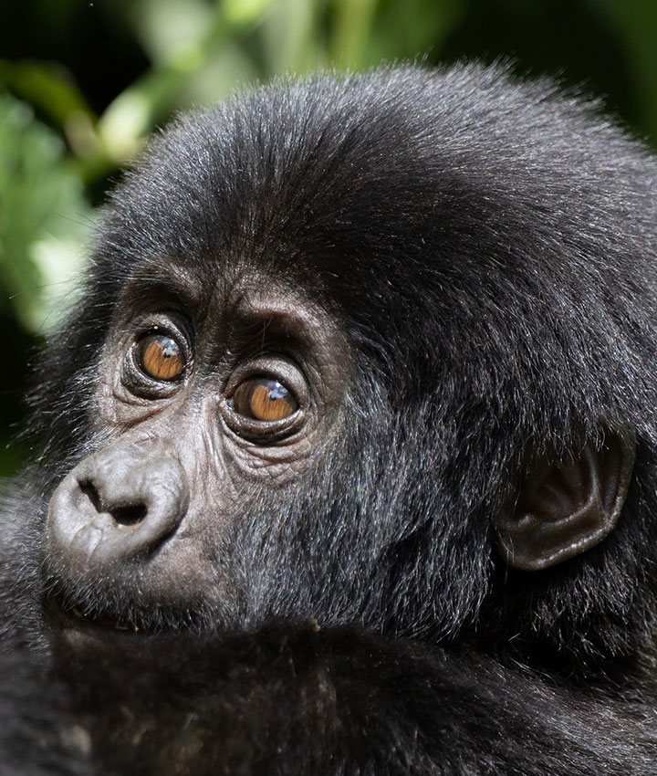 baby mountain gorilla