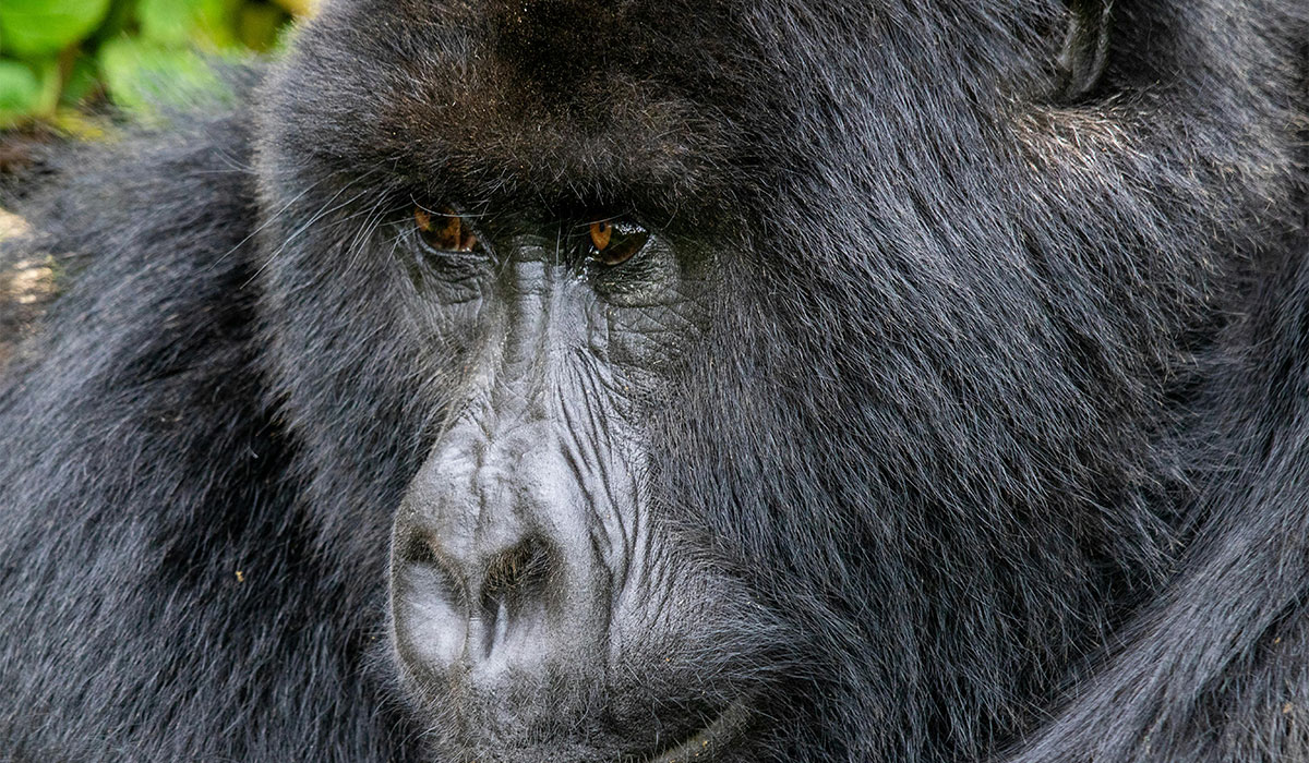 3 days gorilla tracking